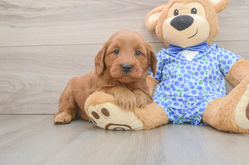 6 week old Mini Goldendoodle Puppy For Sale - Puppy Love PR
