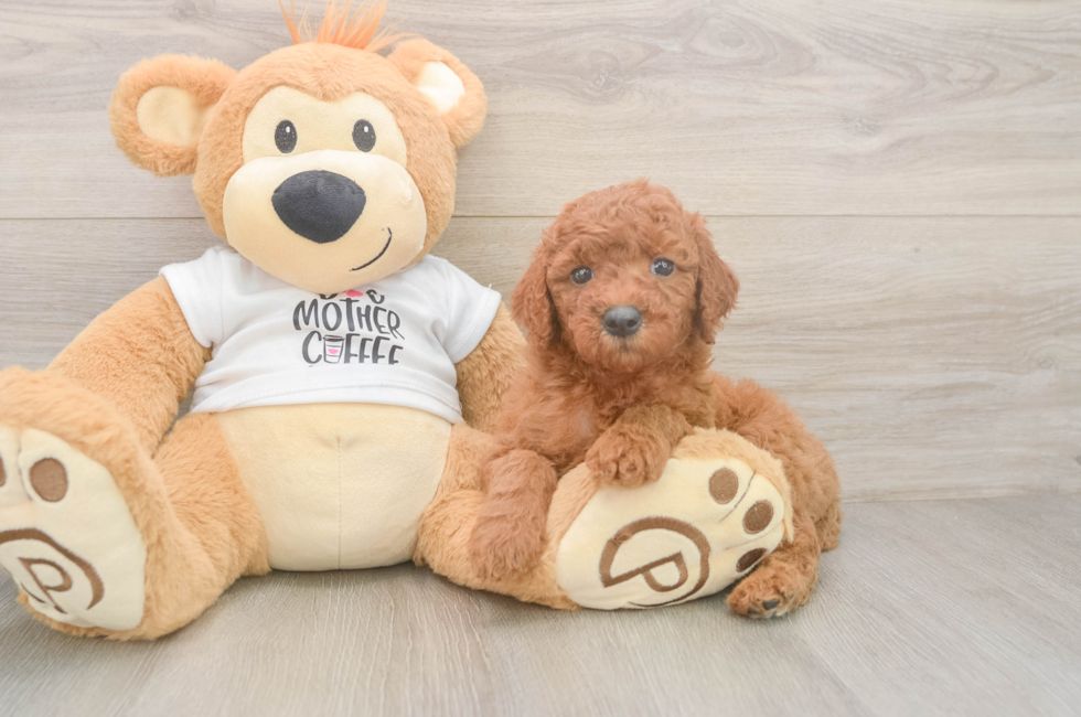 5 week old Mini Goldendoodle Puppy For Sale - Puppy Love PR