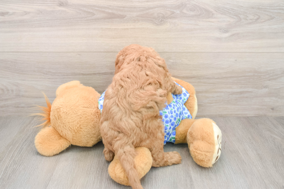 Popular Mini Goldendoodle Poodle Mix Pup