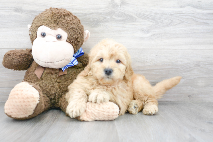 Meet Gus - our Mini Goldendoodle Puppy Photo 1/2 - Puppy Love PR Mini Goldendoodle Puppy for Adoption