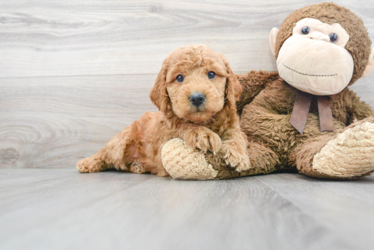 Meet Gus - our Mini Goldendoodle Puppy Photo 1/3 - Puppy Love PR Sweet Mini Goldendoodle Baby
