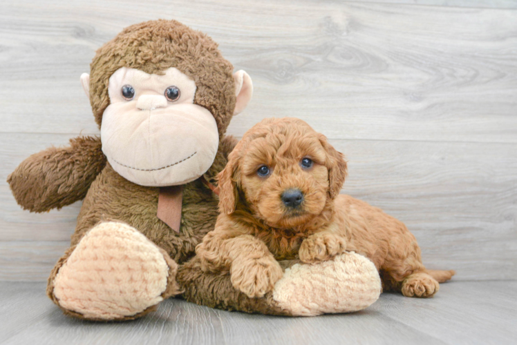 Little Golden Retriever Poodle Mix Puppy