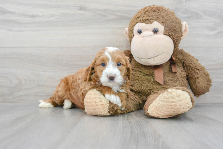 Cute Mini Goldendoodle Baby