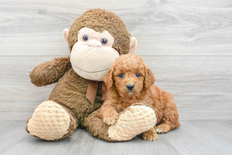 Meet Gwen - our Mini Goldendoodle Puppy Photo 1/3 - Puppy Love PR Best Mini Goldendoodle Baby