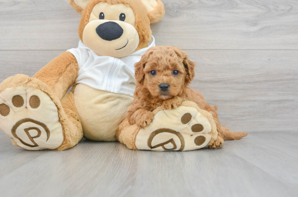 5 week old Mini Goldendoodle Puppy For Sale - Puppy Love PR
