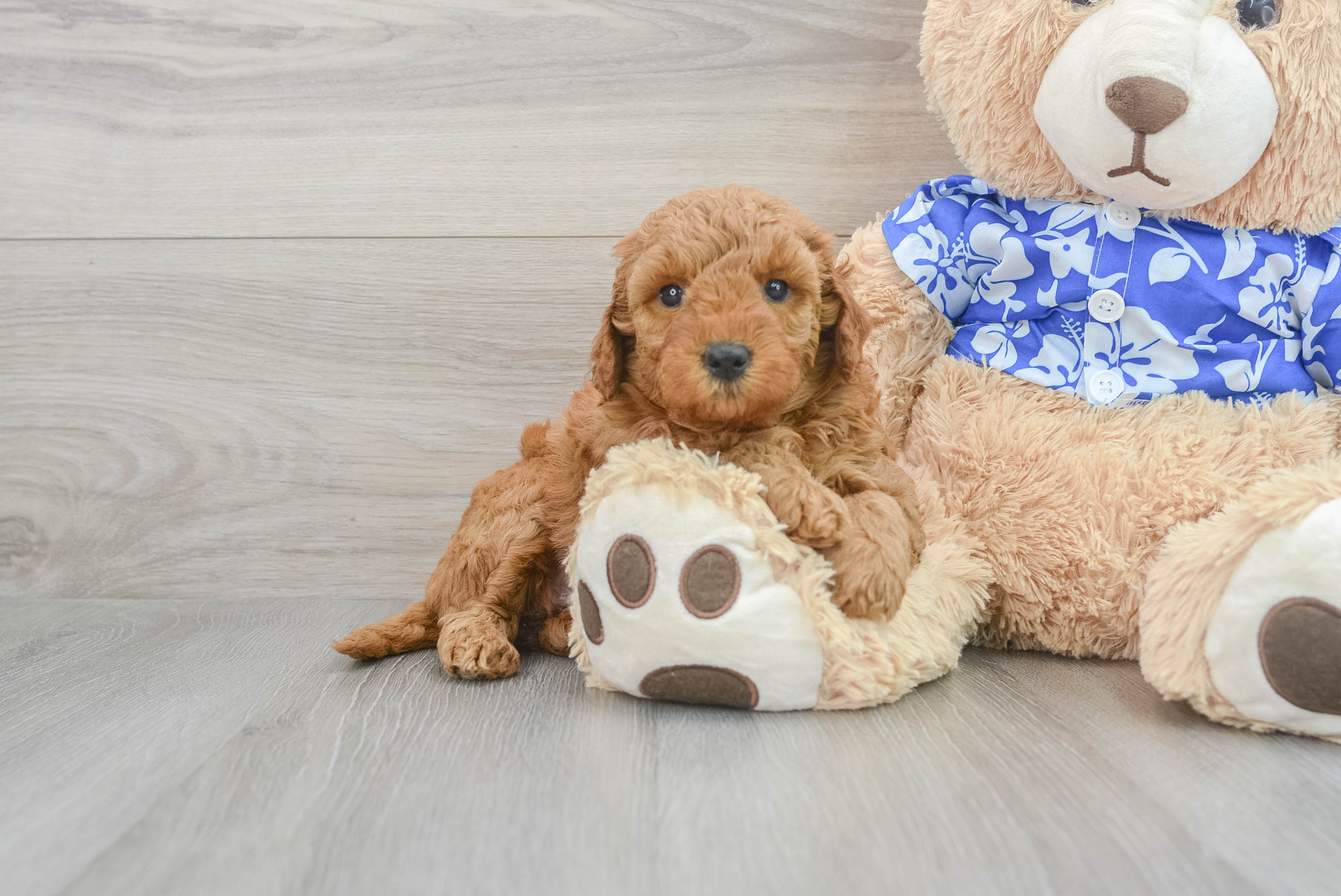 Mini Goldendoodle Pup Being Cute