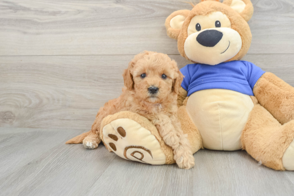 Adorable Golden Retriever Poodle Mix Poodle Mix Puppy