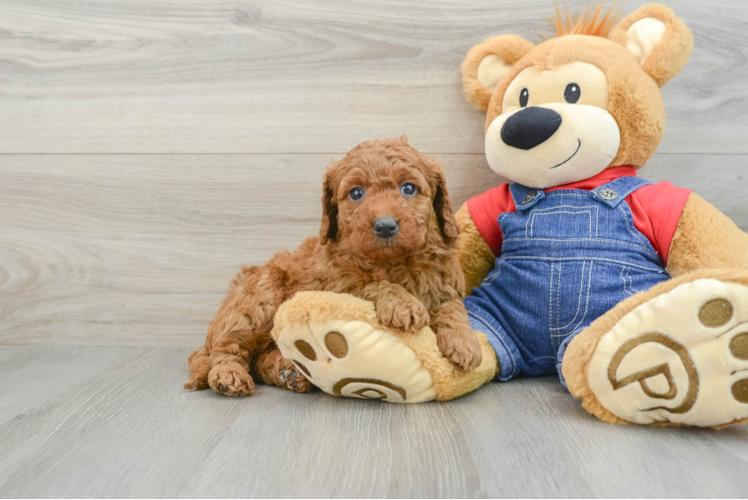 Petite Mini Goldendoodle Poodle Mix Pup