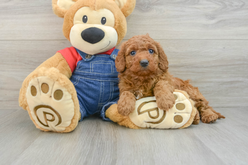 Little Mini Goldenpoo Poodle Mix Puppy