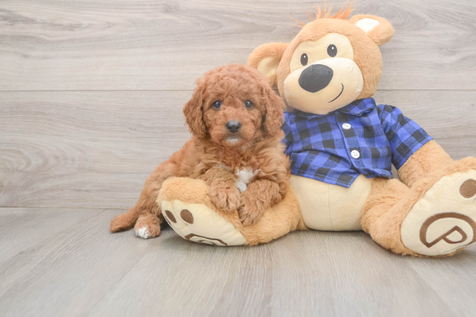Small Mini Goldendoodle Baby
