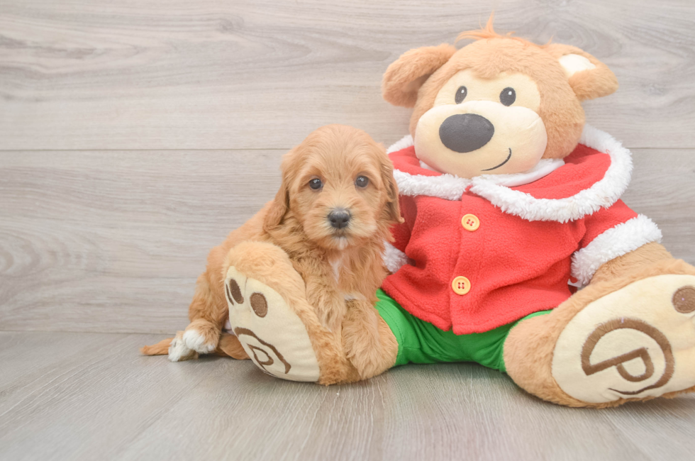 5 week old Mini Goldendoodle Puppy For Sale - Puppy Love PR