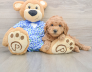7 week old Mini Goldendoodle Puppy For Sale - Puppy Love PR