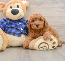 7 week old Mini Goldendoodle Puppy For Sale - Puppy Love PR
