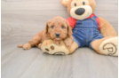 Smart Mini Goldendoodle Poodle Mix Pup