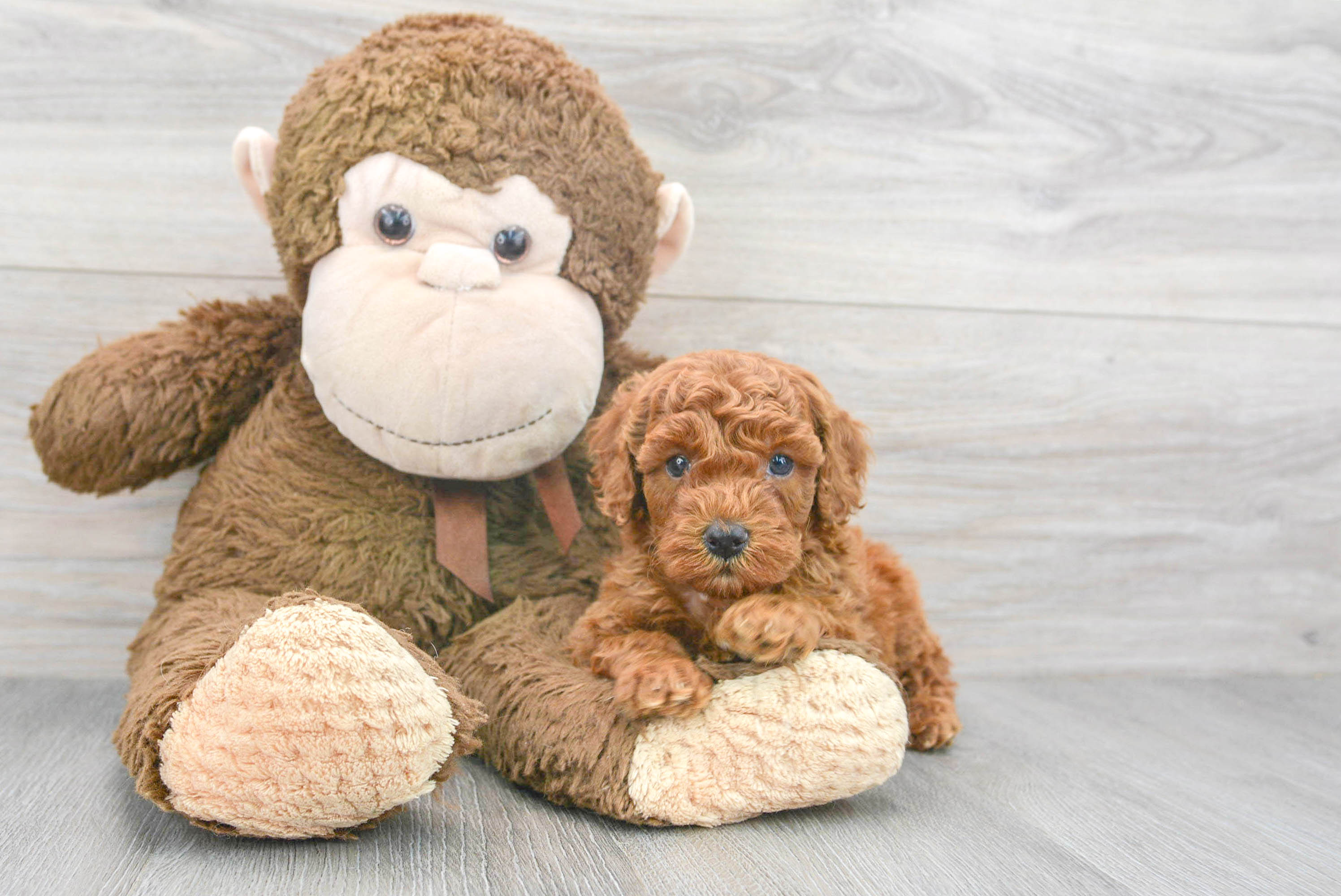 Sweet Mini Goldendoodle Baby
