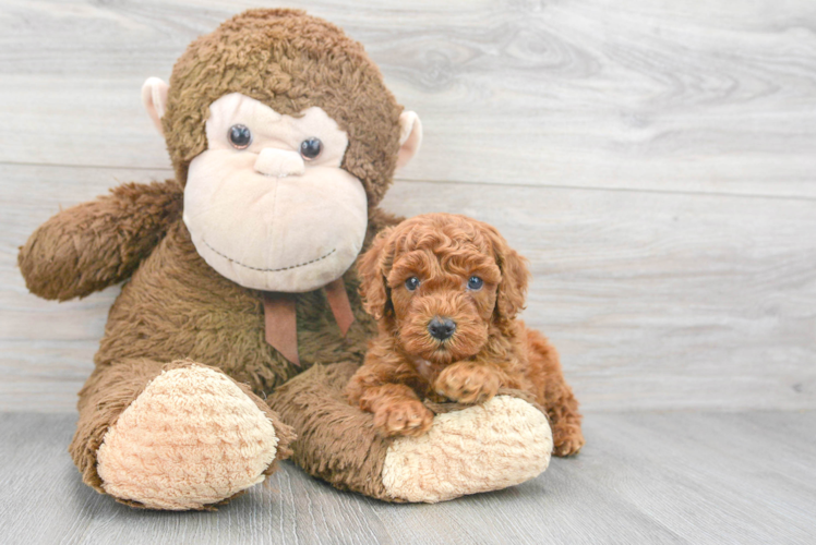 Meet Gwen - our Mini Goldendoodle Puppy Photo 1/2 - Puppy Love PR Sweet Mini Goldendoodle Baby
