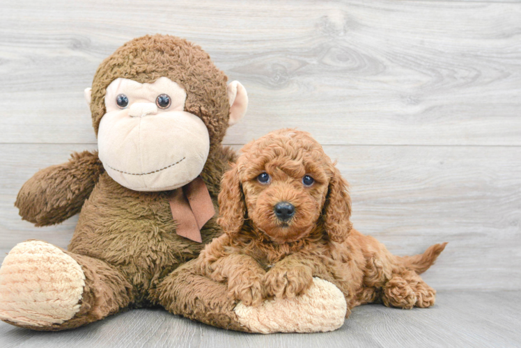 Meet Gwen - our Mini Goldendoodle Puppy Photo 1/3 - Puppy Love PR Mini Goldendoodle Puppy for Adoption