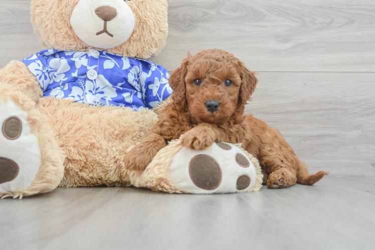 Meet Gwendoline - our Mini Goldendoodle Puppy Photo 1/3 - Puppy Love PR Popular Mini Goldendoodle Poodle Mix Pup