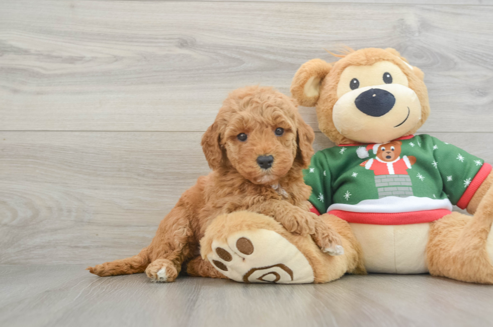 6 week old Mini Goldendoodle Puppy For Sale - Puppy Love PR