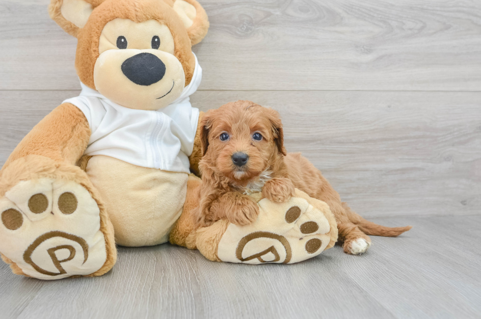 5 week old Mini Goldendoodle Puppy For Sale - Puppy Love PR