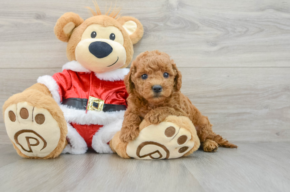 6 week old Mini Goldendoodle Puppy For Sale - Puppy Love PR