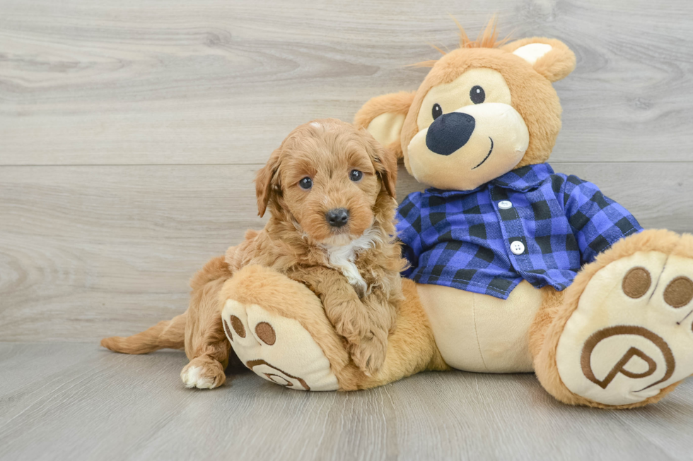 Adorable Golden Retriever Poodle Mix Poodle Mix Puppy