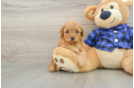 Mini Goldendoodle Pup Being Cute