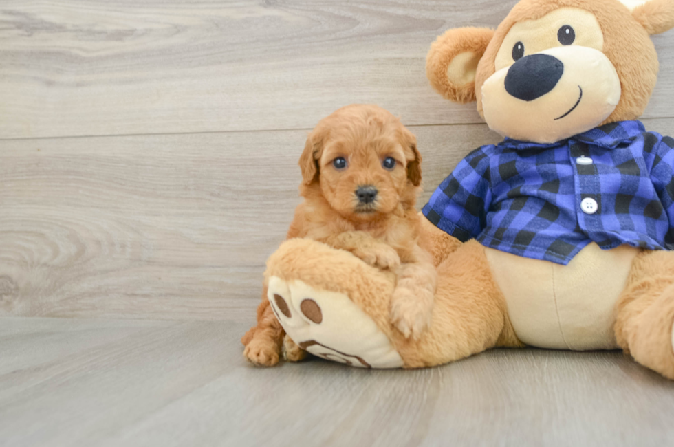 5 week old Mini Goldendoodle Puppy For Sale - Puppy Love PR