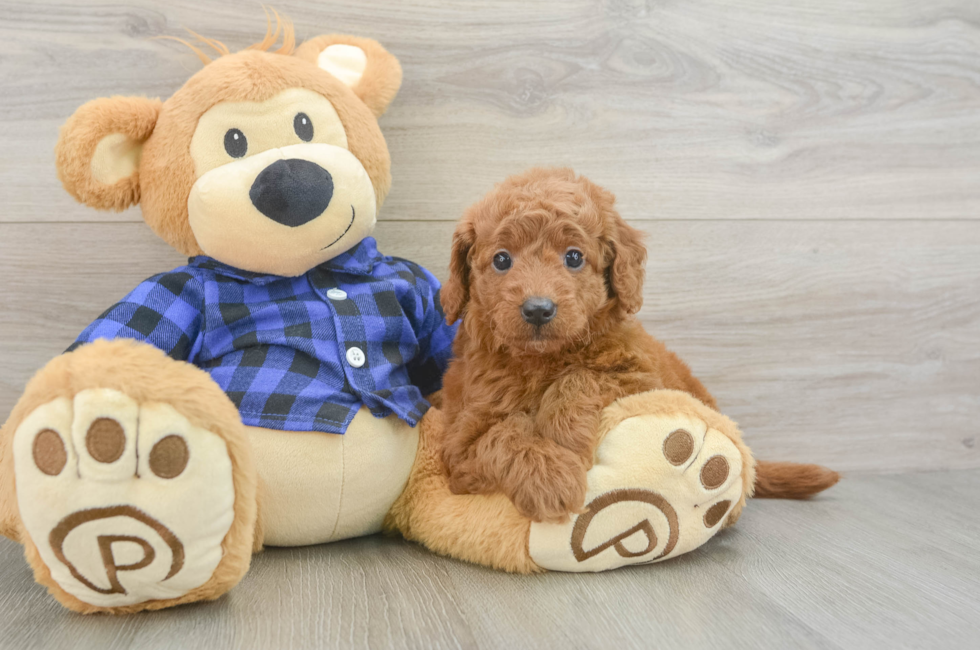 6 week old Mini Goldendoodle Puppy For Sale - Puppy Love PR