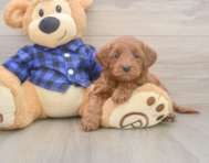 7 week old Mini Goldendoodle Puppy For Sale - Puppy Love PR