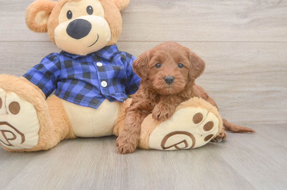 5 week old Mini Goldendoodle Puppy For Sale - Puppy Love PR