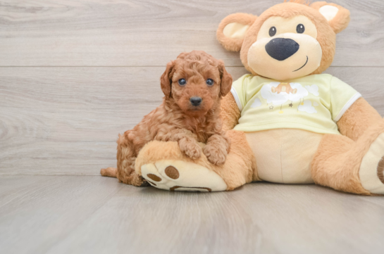 Cute Mini Goldendoodle Baby