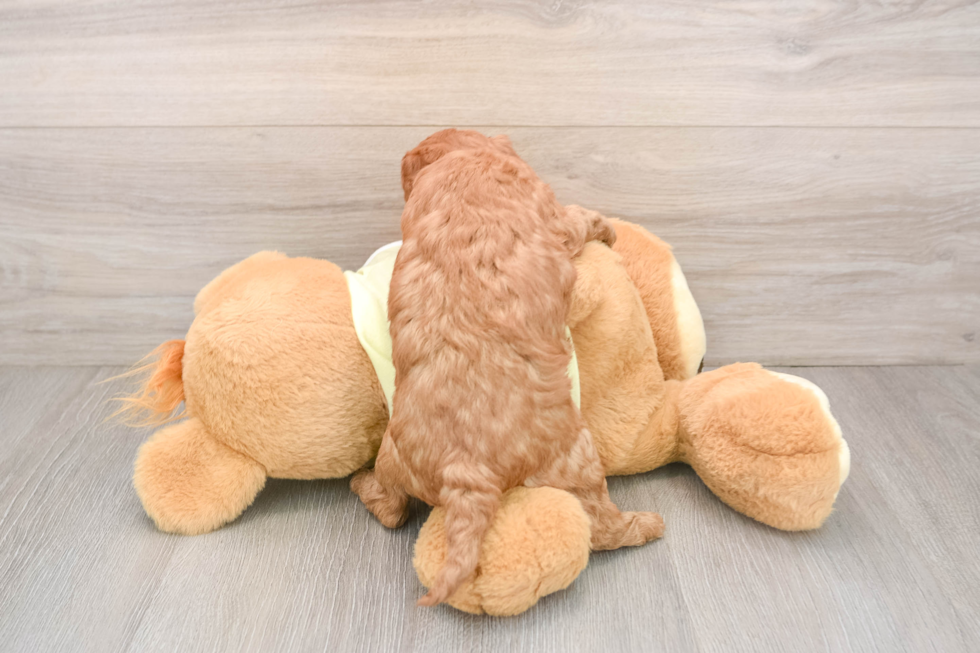 Mini Goldendoodle Pup Being Cute