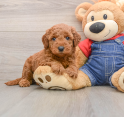 6 week old Mini Goldendoodle Puppy For Sale - Puppy Love PR