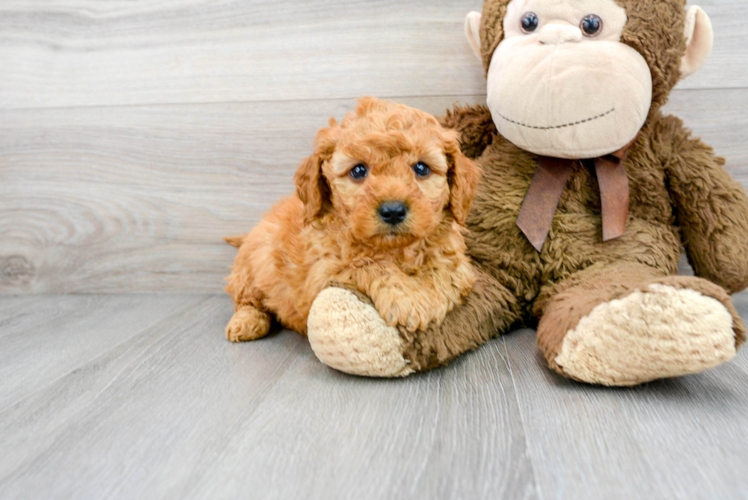 Mini Goldendoodle Pup Being Cute