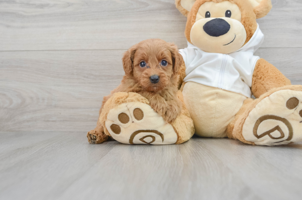 5 week old Mini Goldendoodle Puppy For Sale - Puppy Love PR