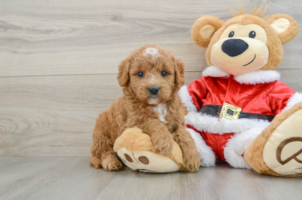 6 week old Mini Goldendoodle Puppy For Sale - Puppy Love PR