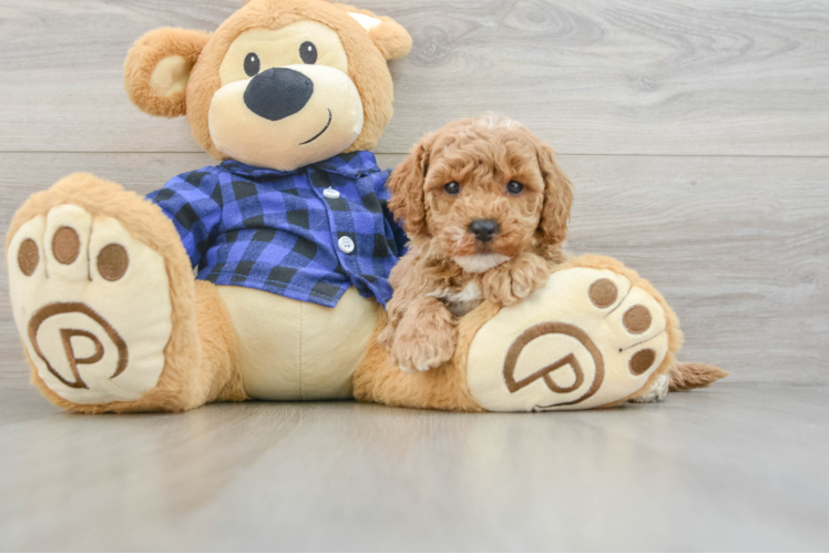 Meet Hannah - our Mini Goldendoodle Puppy Photo 1/3 - Puppy Love PR Popular Mini Goldendoodle Poodle Mix Pup