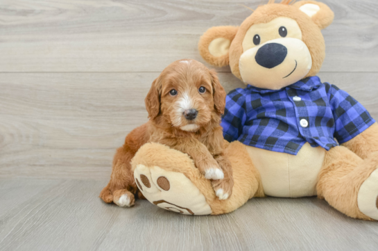 Adorable Golden Retriever Poodle Mix Poodle Mix Puppy