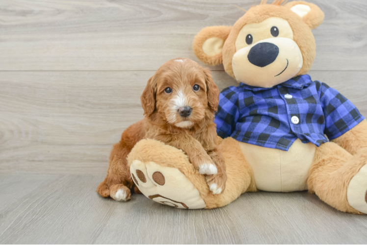 Meet Hannah - our Mini Goldendoodle Puppy Photo 1/3 - Puppy Love PR Adorable Golden Retriever Poodle Mix Poodle Mix Puppy