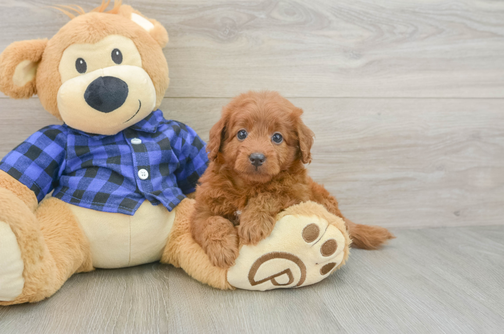 6 week old Mini Goldendoodle Puppy For Sale - Puppy Love PR