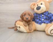 7 week old Mini Goldendoodle Puppy For Sale - Puppy Love PR