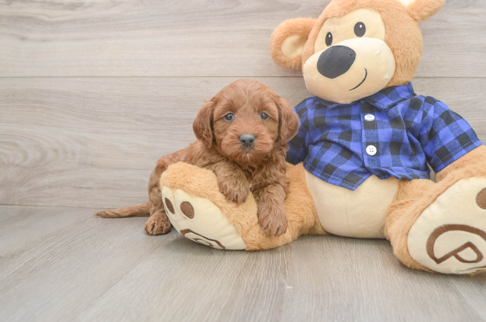 5 week old Mini Goldendoodle Puppy For Sale - Puppy Love PR
