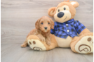 Mini Goldendoodle Puppy for Adoption