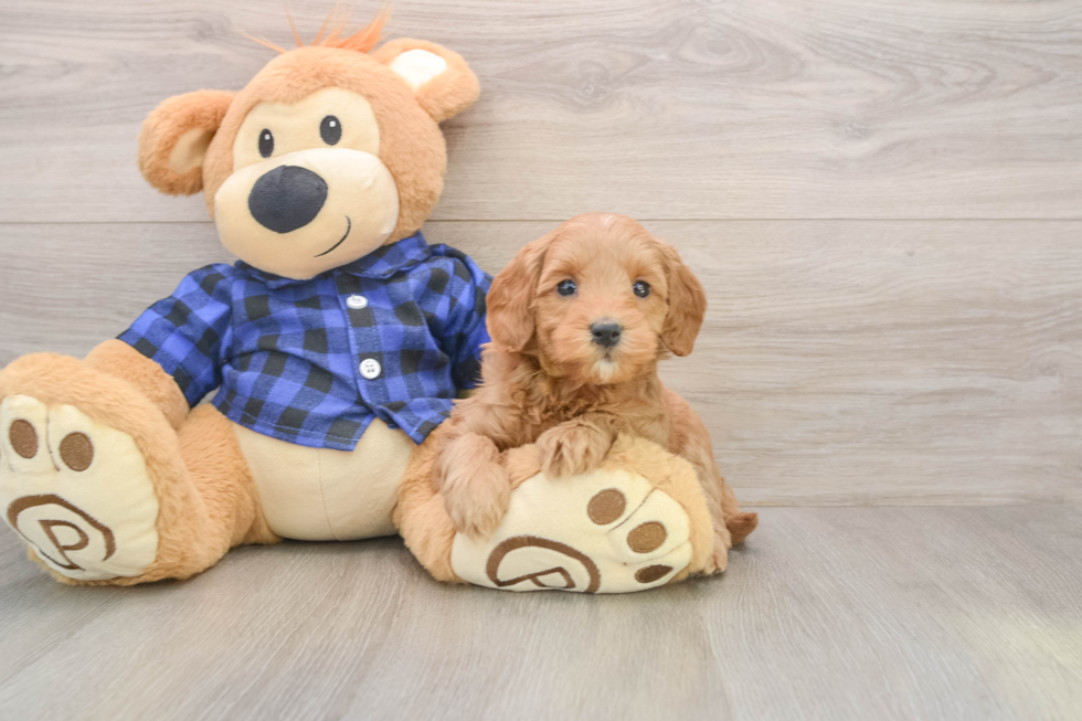 Energetic Golden Doodle Poodle Mix Puppy
