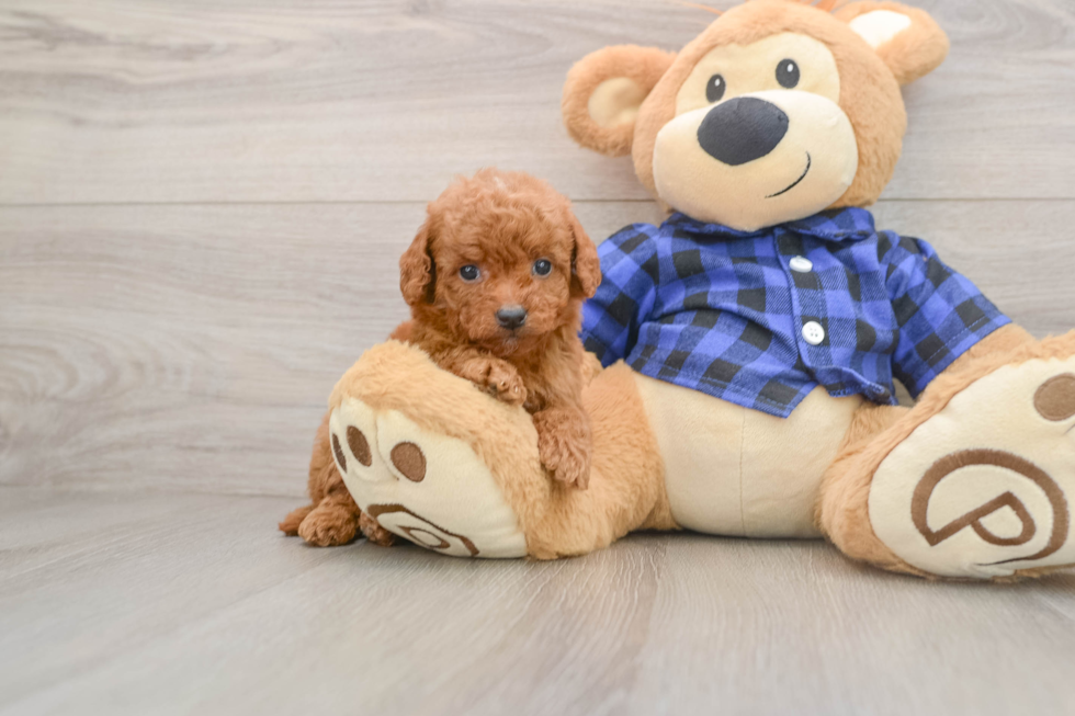 Petite Mini Goldendoodle Poodle Mix Pup