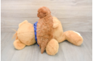 Best Mini Goldendoodle Baby