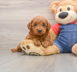 6 week old Mini Goldendoodle Puppy For Sale - Puppy Love PR