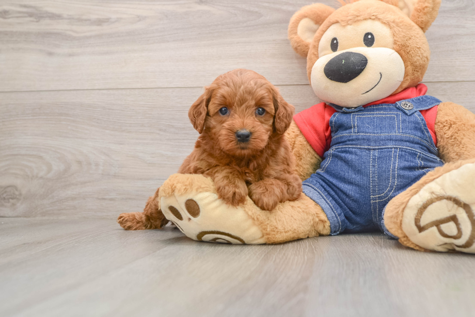 Small Mini Goldendoodle Baby