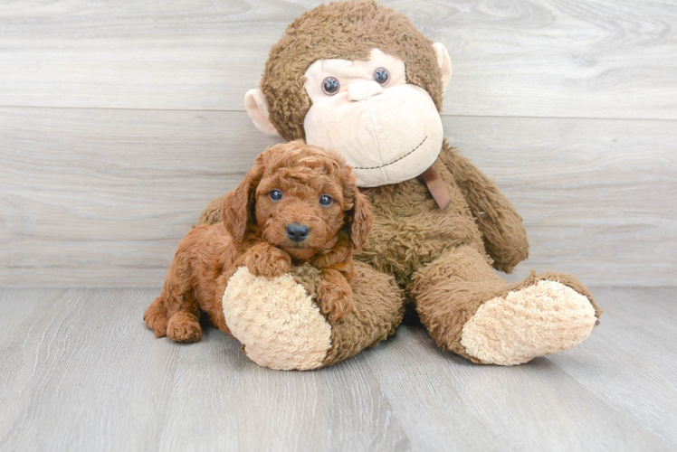 Cute Golden Retriever Poodle Mix Puppy